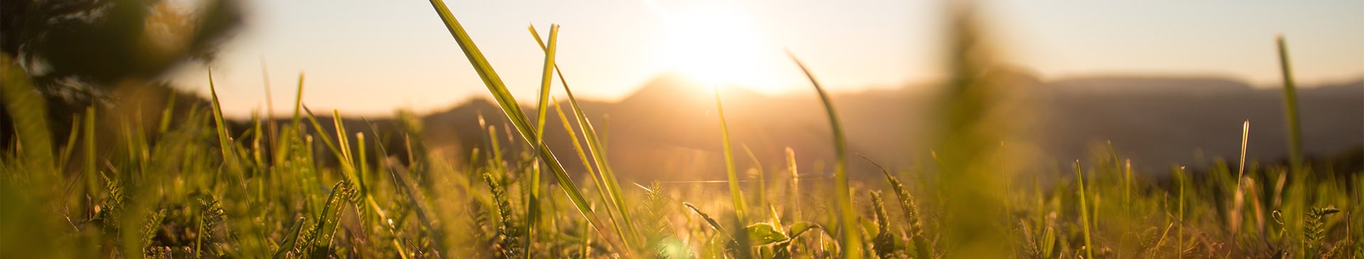 Sonniges Friesländer Grasfeld — gemeinsame Beratung im Grünen